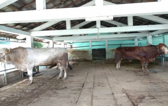 Pemantauan Daging Sapi Gelonggongan Diintensifkan