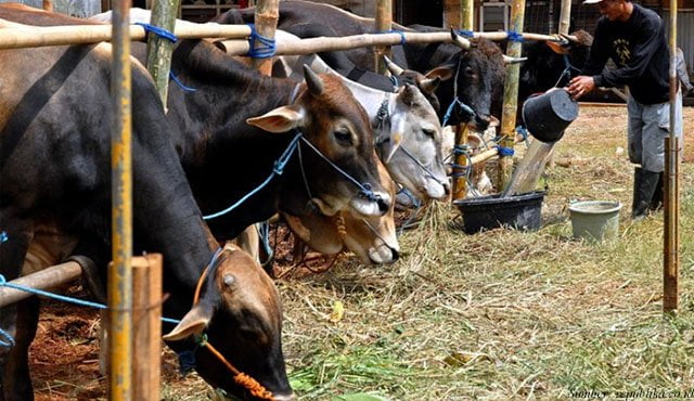 Hindari Kerumunan, Menag: Pembagian Daging Kurban Bukan Mengundang Warga