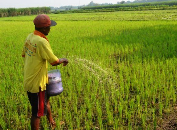 Petani di Klaten Terima Tambahan Pupuk Bersubsidi 7.073 Ton