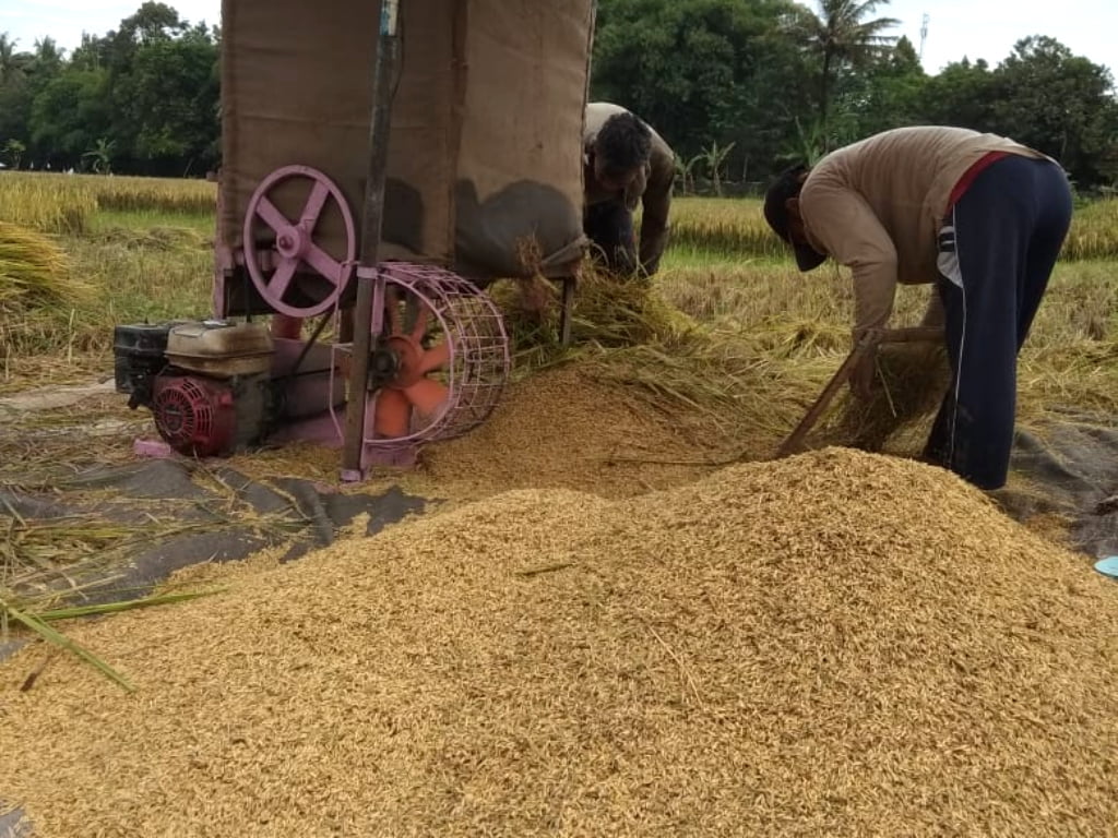Impor Beras Belum Mulai, Harga Gabah Sudah Anjlok