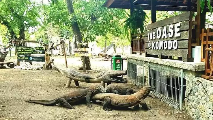 UNESCO Minta Indonesia Hentikan Proyek TN Komodo, Ini Kata Anggota DPR RI