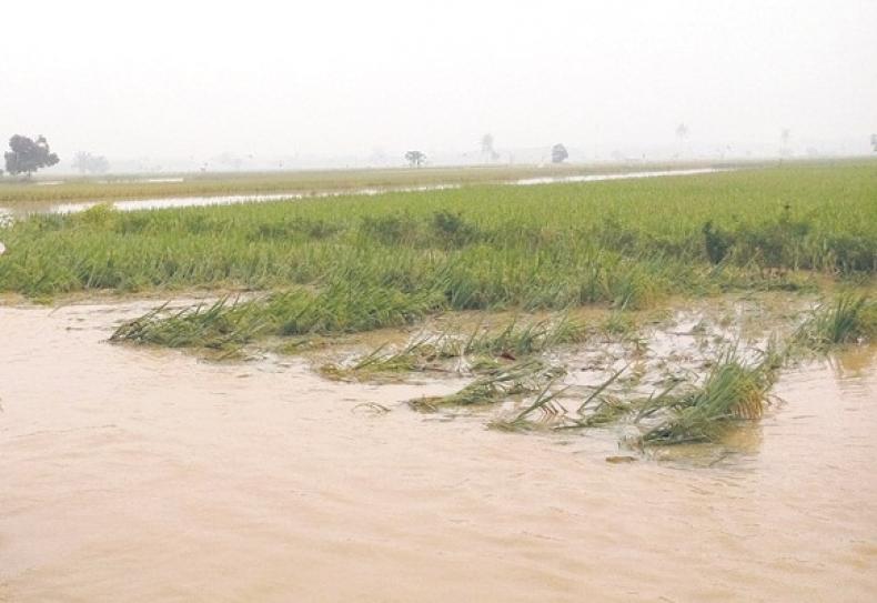 Avour Kuwu Meluap, Harga Gabah Anjlok