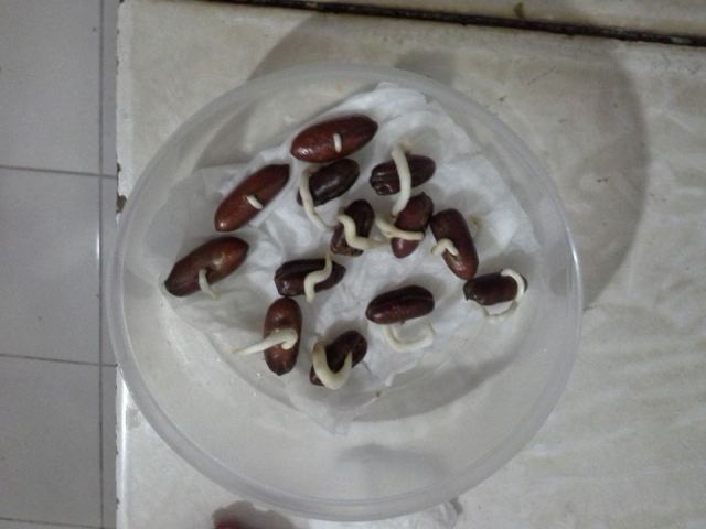 Tisu Basah dapat Digunakan untuk Menumbuhkan Kurma
