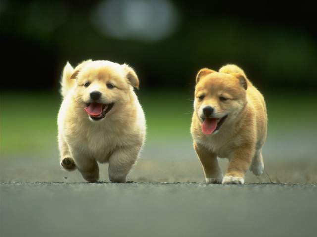 Belajar Kehidupan dari Anjing