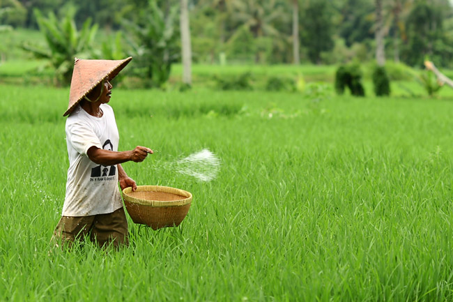 Daya Beli Petani di Pedesaan DIY Menurun