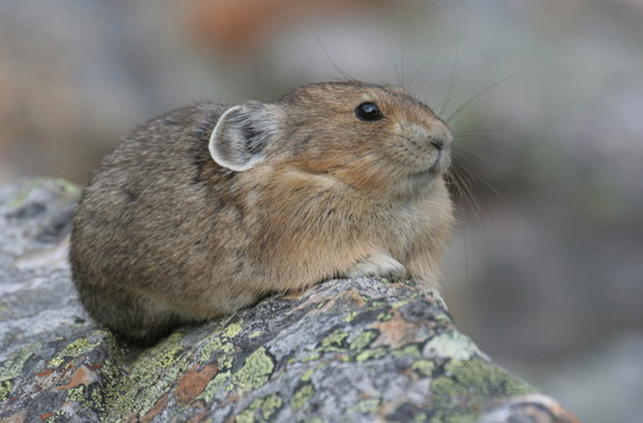 Pika, Hewan Sumber Inspirasi Pikachu