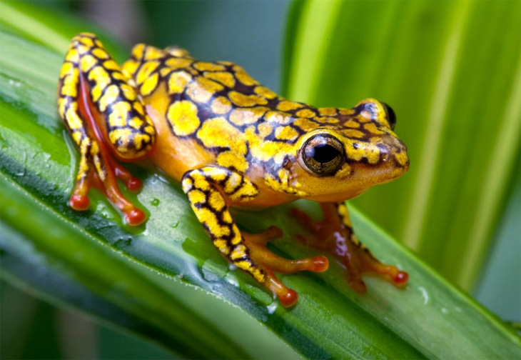Katak Ini Adalah Senjata Andalan Penduduk Tradisional Amazon