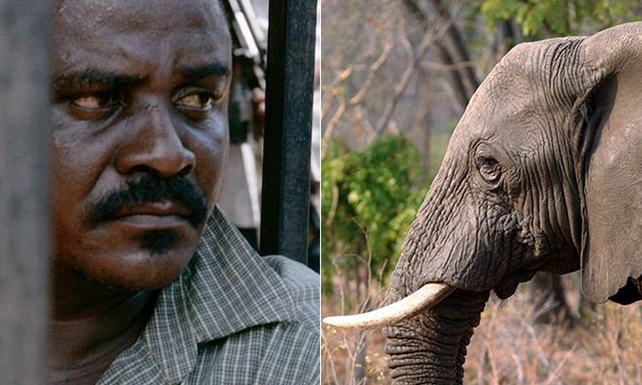 Pembunuh Ribuan Ekor Gajah Afrika Dihukum Penjara 12 Tahun