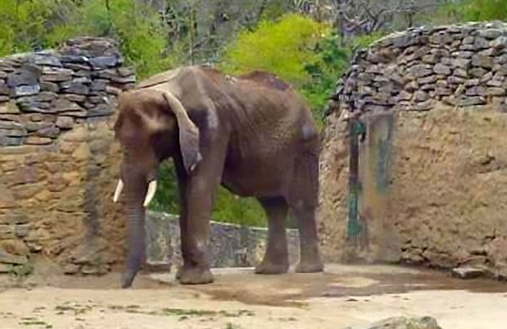 Gajah di Kebun Binatang Venezuela Menderita Kelaparan