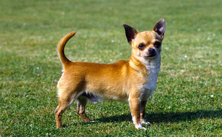Pria Puerto Riko Gigit Leher Anjing Hingga Tewas