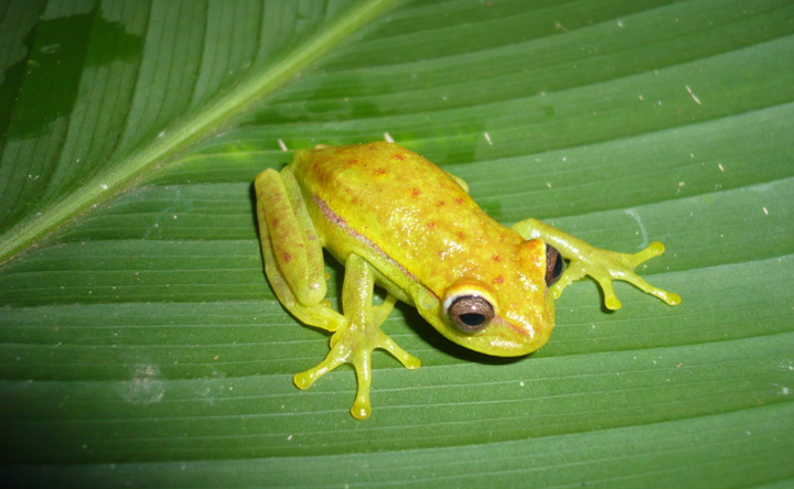 Katak Bercahaya Ditemukan di Argentina