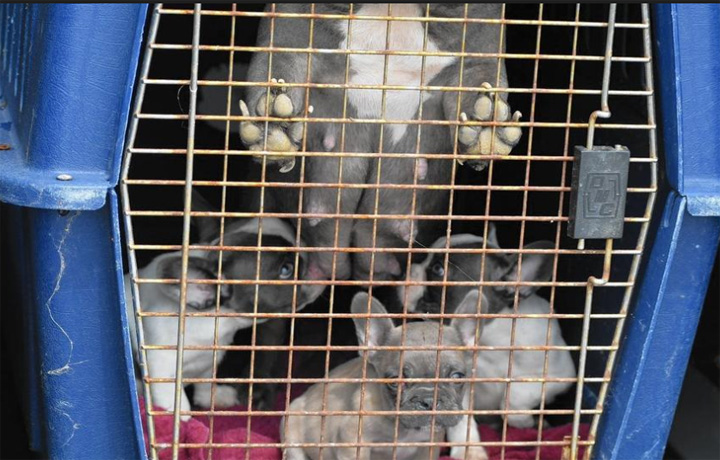 Anjing-Anjing Ini Jadi Korban Praktik Bedah Ilegal