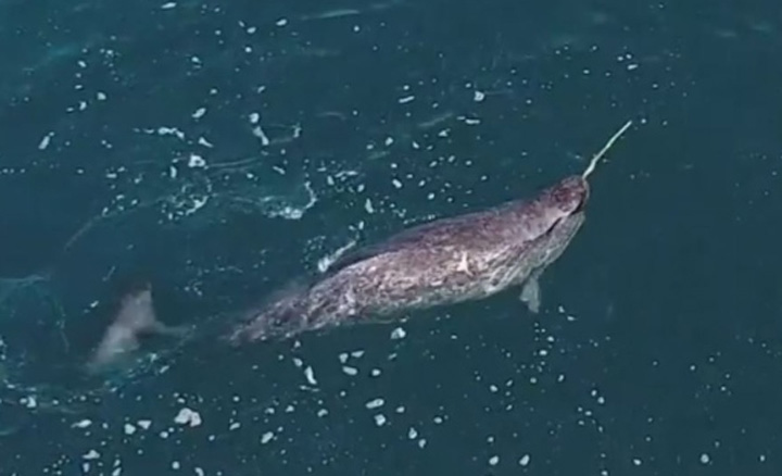 Paus Ini Gunakan Tanduk Panjangnya untuk Menangkap Ikan
