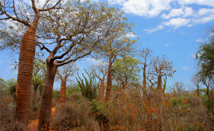 Ancaman Kepunahan Massal Bayangi Flora dan Fauna Khas Madagaskar. Ini Buktinya