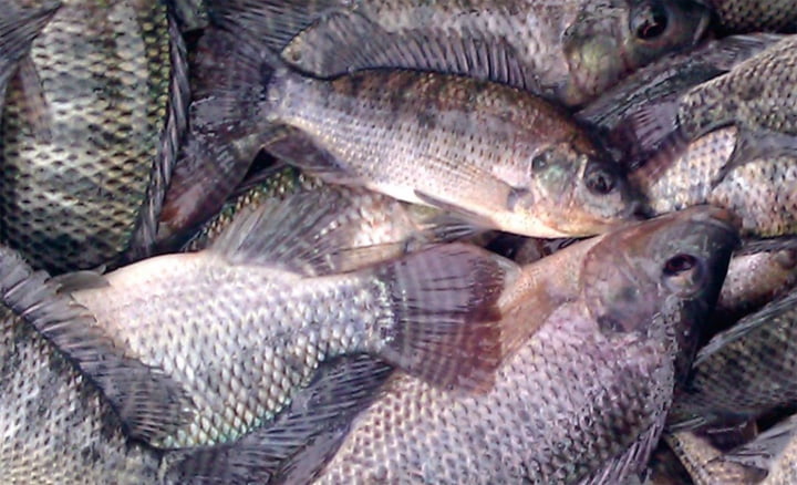 Ilmuwan Brazil Gunakan Kulit Ikan Nila untuk Obati Luka Bakar