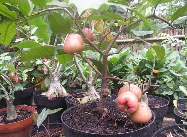 Berkebun di Lahan Sempit? Siapa Takut, Ini 5 Tipsnya