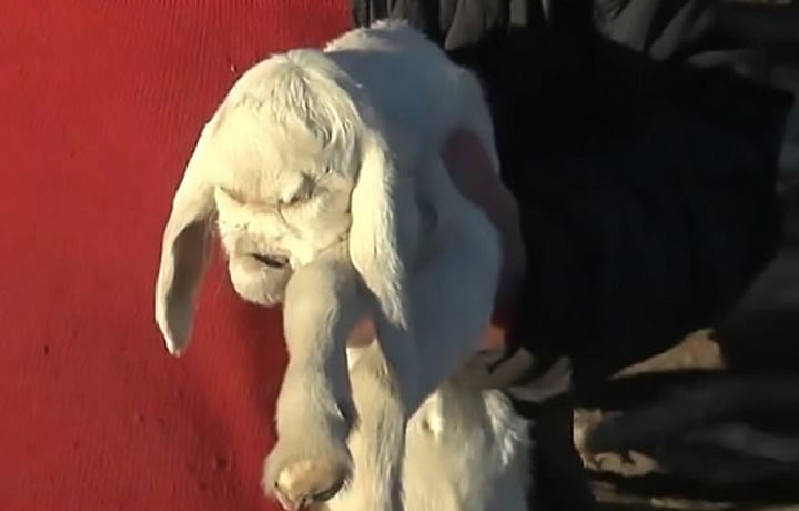 Hiii, Bayi Kambing Ini Wajahnya Menyerupai Manusia