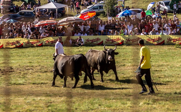 Negara Ini Setiap Tahunnya Gelar Festival Adu Banteng