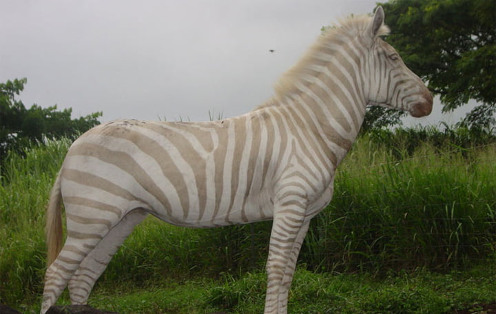 Zebra Ini Punya Belang-Belang Berwarna Keemasan