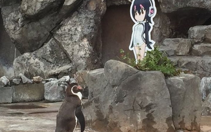 Netizen Berduka, Penguin Pecinta Anime Ini Meninggal Dunia