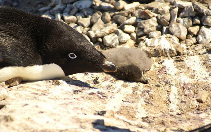 Memilukan, Ribuan Bayi Penguin Ini Mati Kelaparan