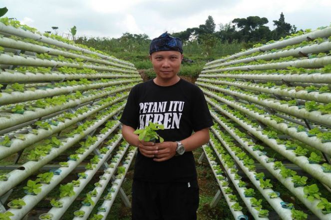 Jual Kangkung Raup Puluhan Juta Per Bulan
