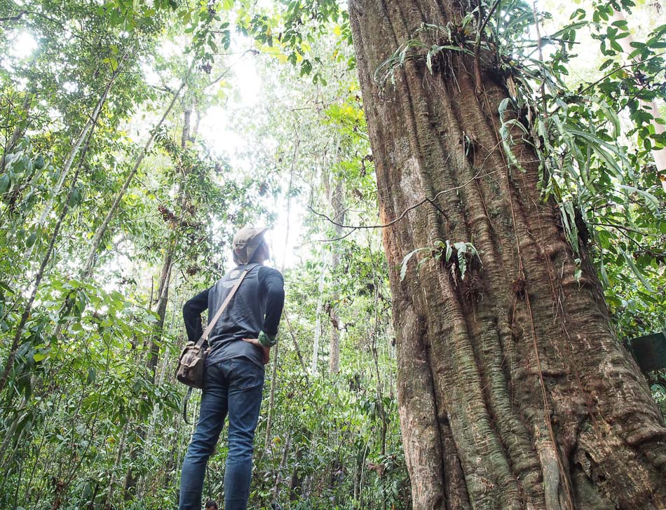 Tidak Hanya Jati, Ini Dia Kayu Khas Indonesia yang Tak Kalah Kokohnya!