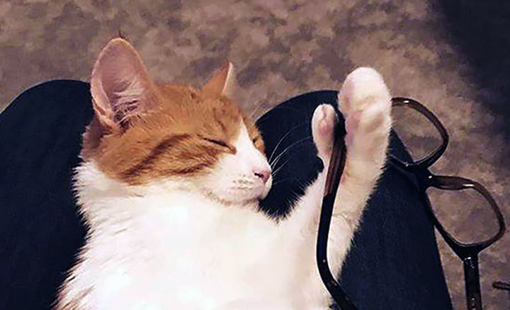 Kematian Kucing Peliharaan Pemimpin Selandia Baru Ditangisi Netizen