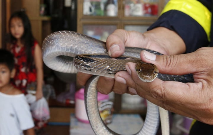Gara-Gara Ular, Pemadam Kebakaran di Thailand Kian Sibuk