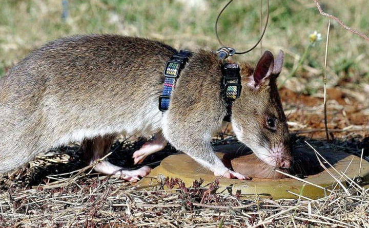 Tikus Bakal Digunakan untuk Perangi Wabah TBC