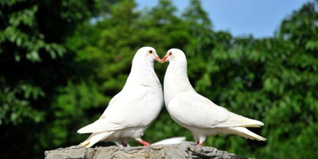 Inilah Rahasia Kesetiaan Seekor Merpati