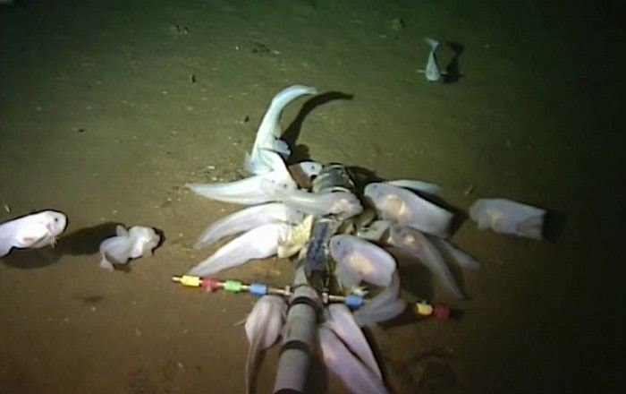 Terungkap! Inilah Binatang yang Hidup di Dasar Laut Paling Dalam