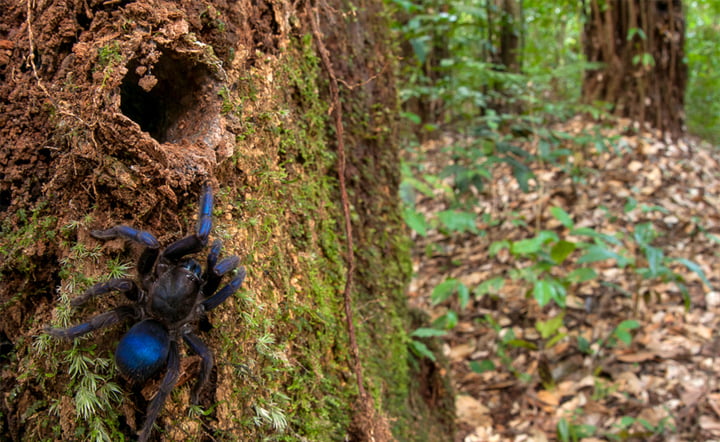Menakjubkan, Spesies Baru Tarantula Ini Warnanya Biru