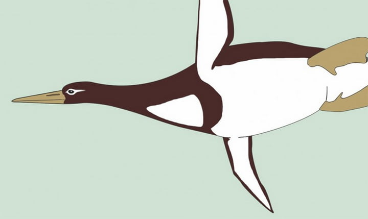 Di Masa Lampau, Penguin Tingginya Mencapai Hampir 2 Meter
