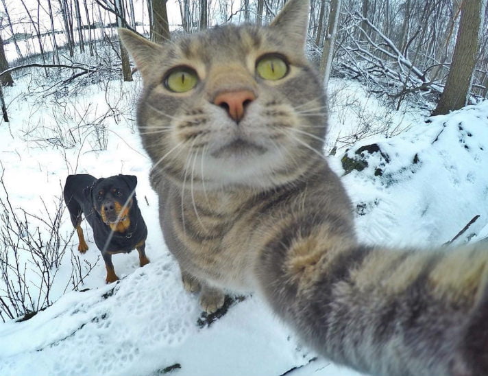 Bukan Cuma Manusia yang Doyan Selfie, Kucing Narsis Satu Ini Juga Penggila Selfie Lho!