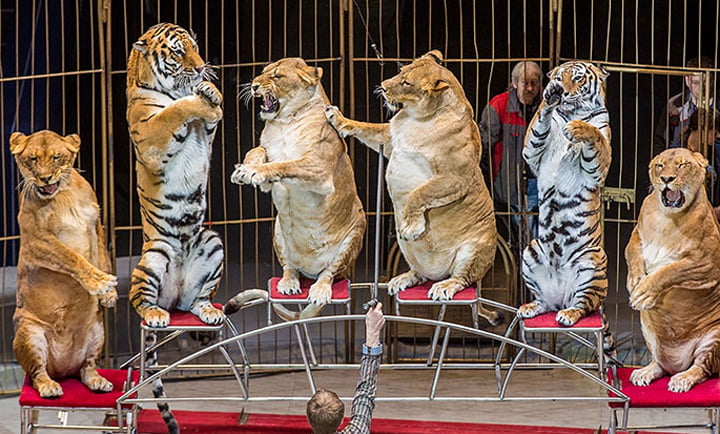 Singa dan Harimau di Sirkus Ini Badannya Terlihat Kegemukan