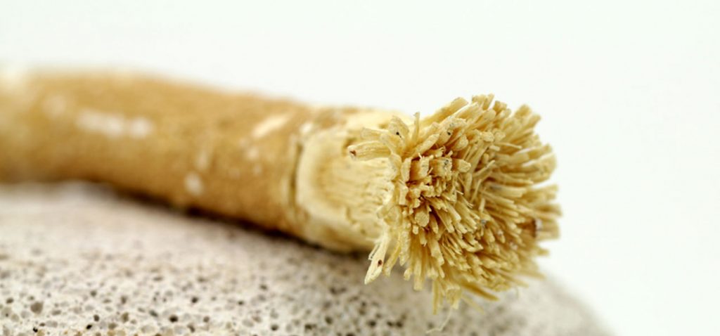 Yuk, Mari Berkenalan Dengan Siwak, Manfaat dan Cara Penggunaannya!