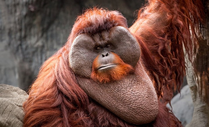 Miris, Ratusan Ribu Orang Utan Lenyap Hanya dalam 16 Tahun