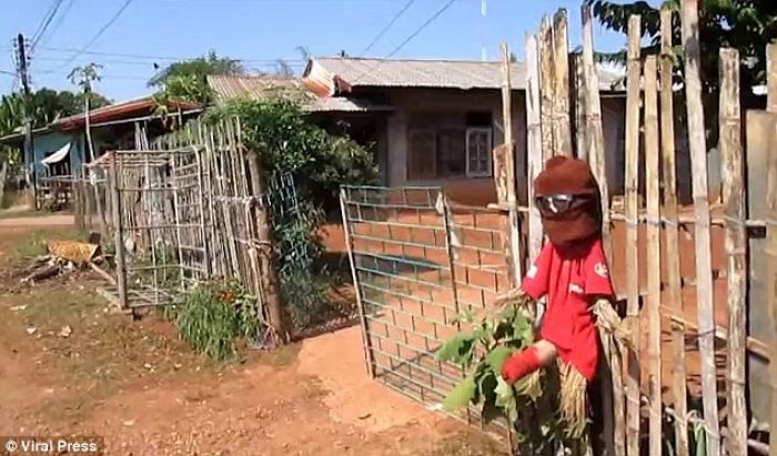 Usir Arwah Janda Penasaran, Penduduk Desa Ini Pasang Orang-Orangan Sawah Berkelamin Besar