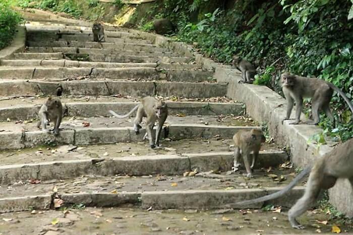 Hutan Kera Plangon