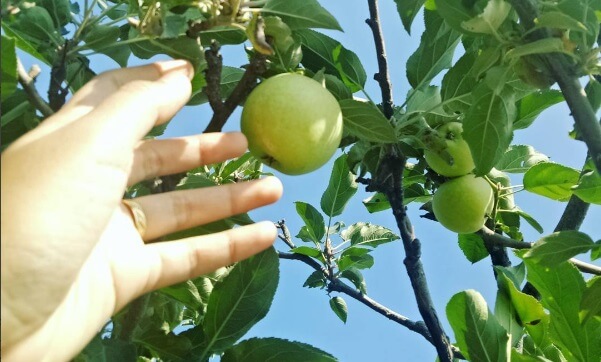 Kebun Apel Kusuma Agrowisata Kebun Apel Kusuma Agrowisata