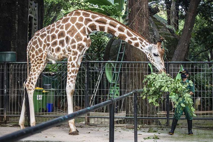 Kebun Binatang Ragunan