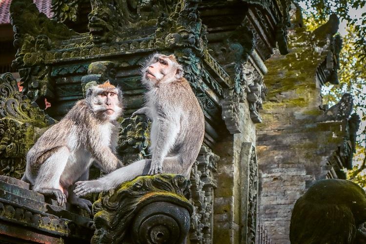 Monkey Forest Ubud