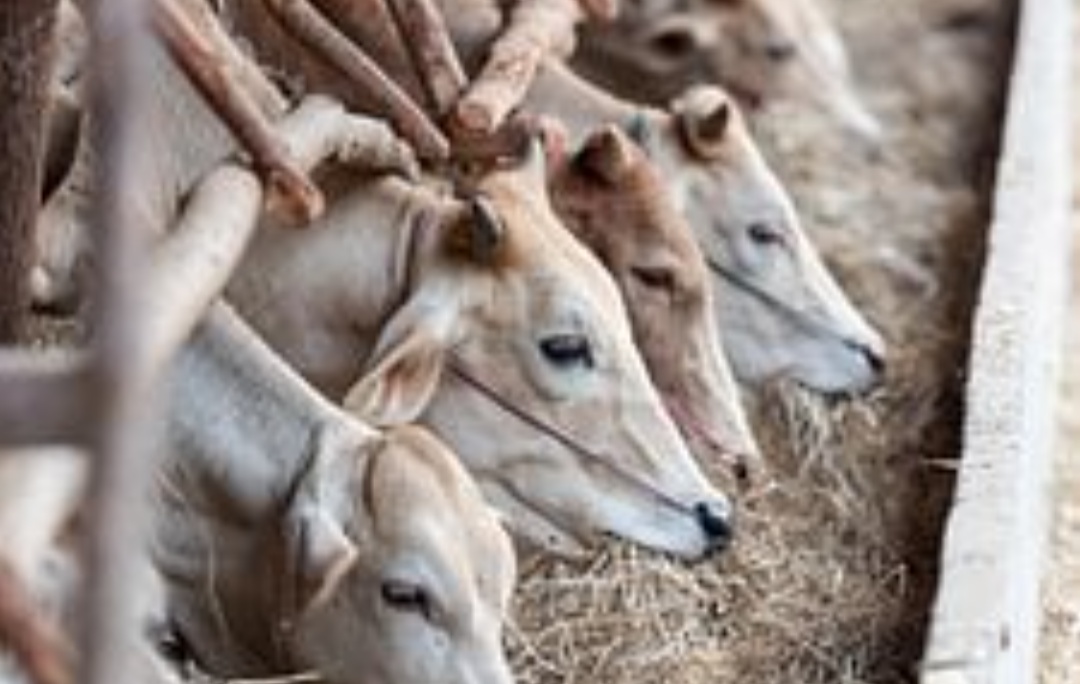 Ilustrasi sapi (foto: pixabay)