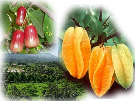 Agrowisata Jambu Merah Delima dan Belimbing Demak