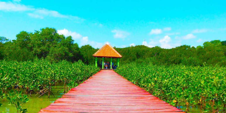 Hutan Mangrove Pasar Banggi