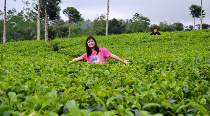 Kebun Teh Kabawetan