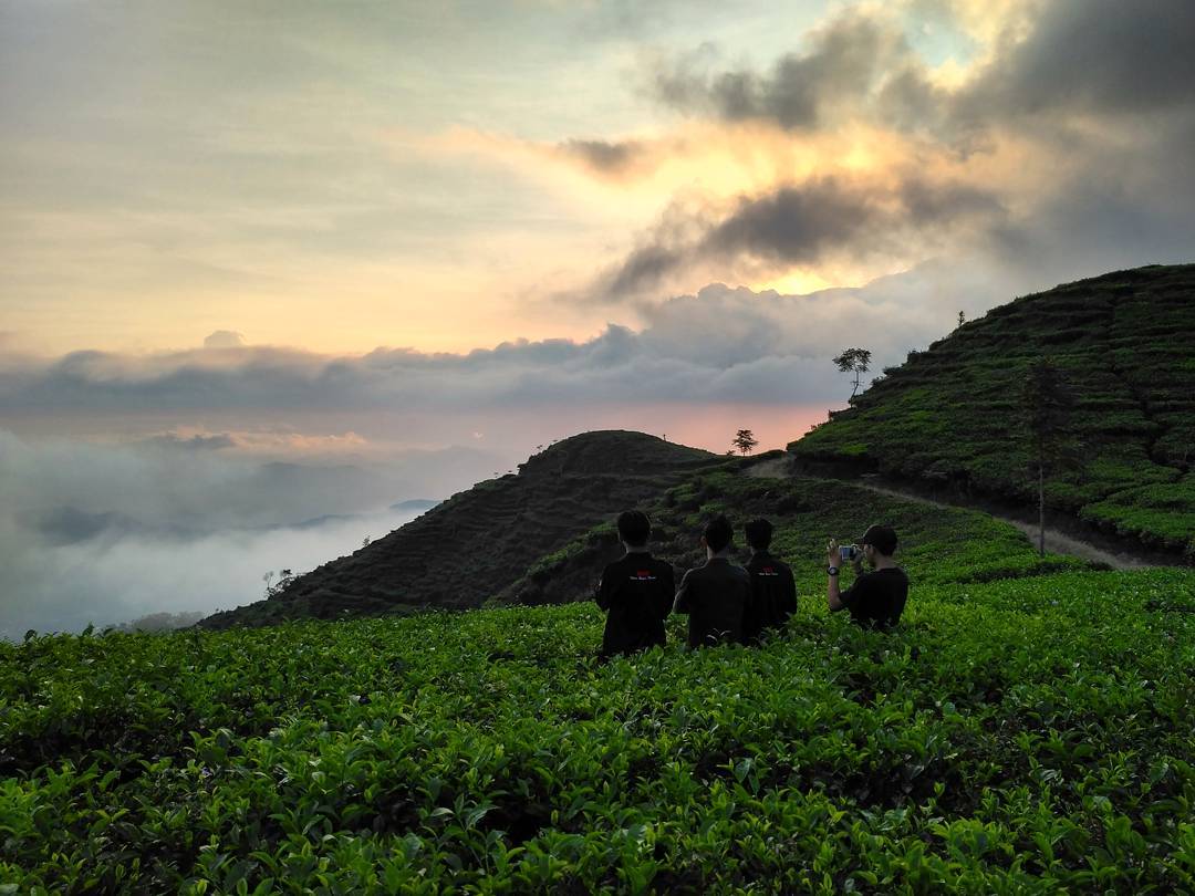 Kebun Teh Medini
