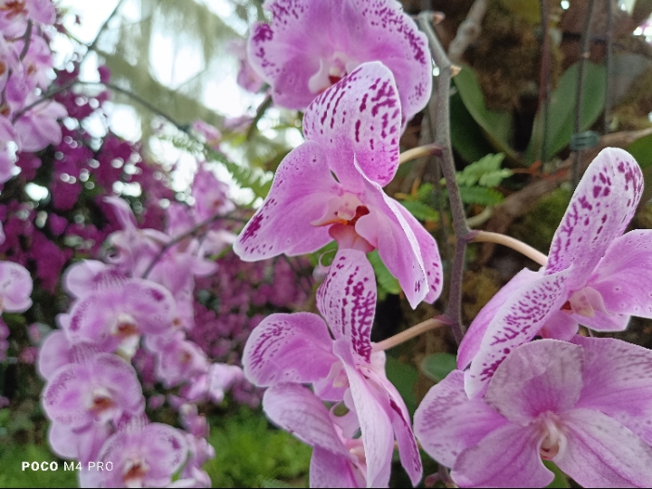 Maksimalkan Kreasi Foto dengan Poco M4 Pro