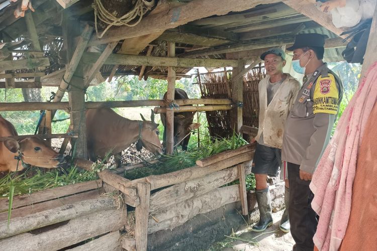Buleleng Dapat Tambahan Vaksin PMK 5.000 Dosis Bhabinkamtibmas Polres Buleleng melakukan sosialisasi PMK kepada peternak dengan mendatangi kandang.(foto: Polres Buleleng)